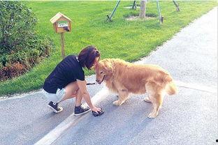 娱乐吃瓜酱遛狗,揭秘明星宠物日常