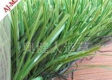 国产人人草,人人草，绿色健康生活新选择